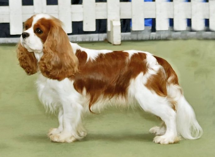 Dog Files: Cavalier King Charles Spaniel