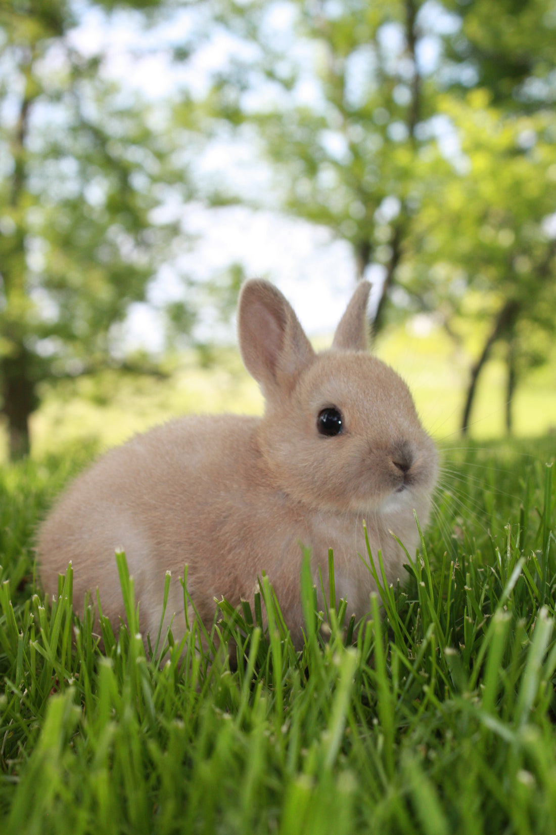 Befriending Your Bunny: The First Steps