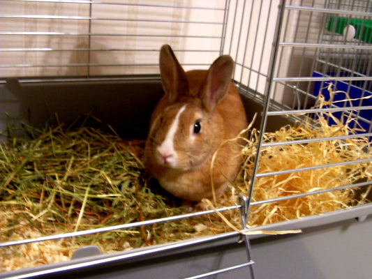 Cleaning Out Your Rabbit’s Hutch