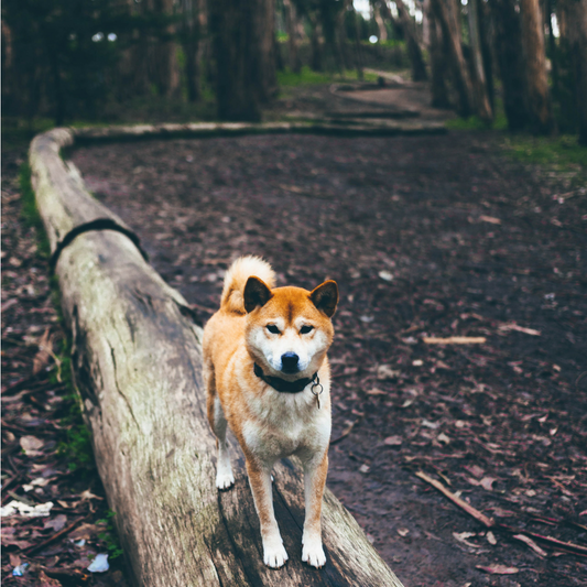 3 Universal Dog Training Tips to Correct Bad Behaviour